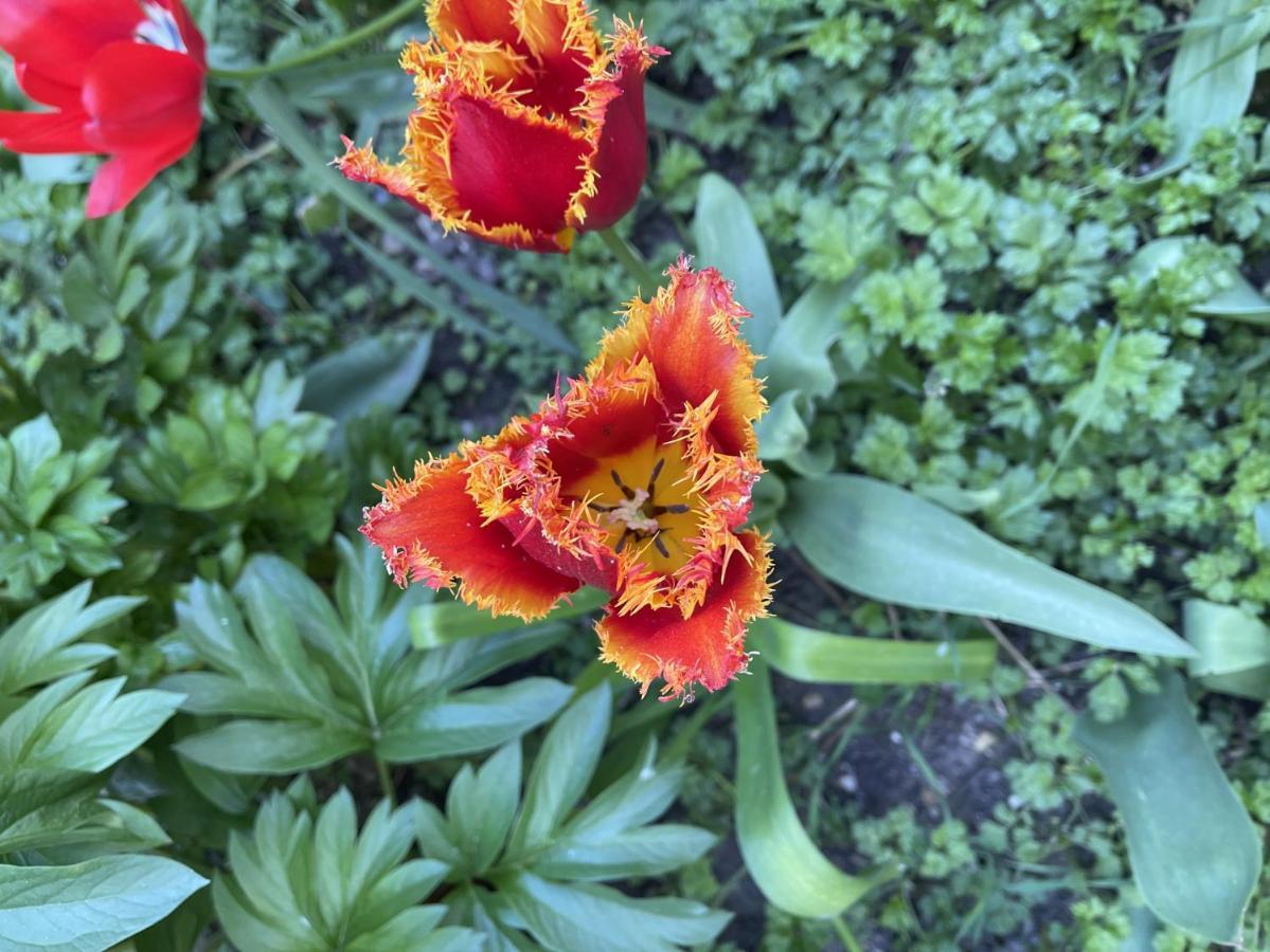 Au Jardin De La Basilique Appartement